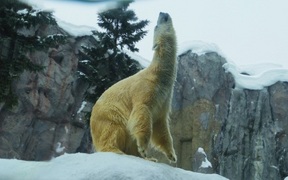旭山動物園の白熊