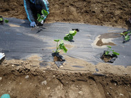 ビニールに穴を開けて苗を植え、土をかぶせて完成です。